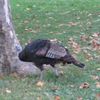 Tis The Season To Save Turkeys